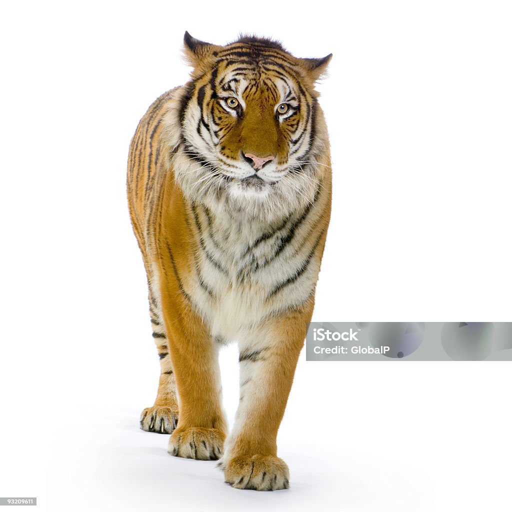 Tigre en vous relevant - Photo de Tigre libre de droits