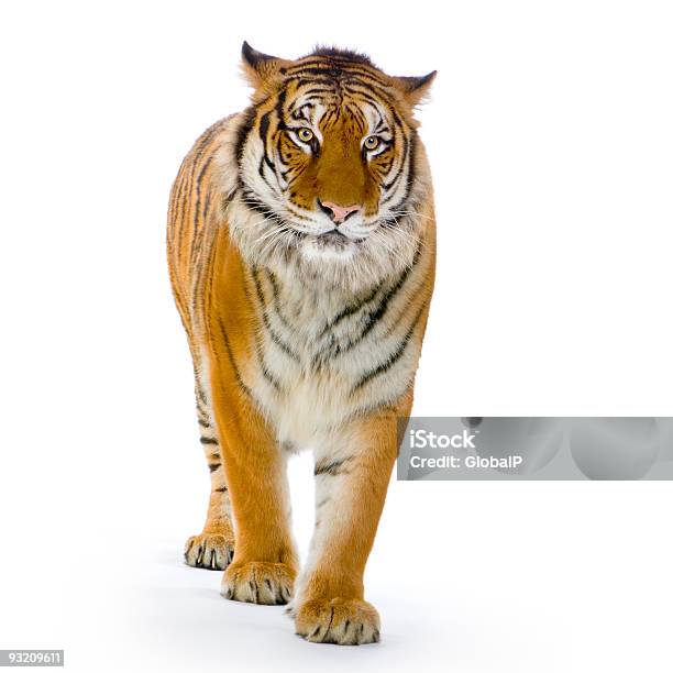 Photo libre de droit de Tigre En Vous Relevant banque d'images et plus d'images libres de droit de Tigre - Tigre, Objet ou sujet détouré, Fond blanc