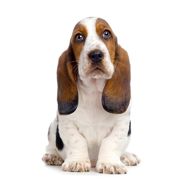 Basset hound puppy isolated on white background Basset Hound Puppy in front of white background. basset hound stock pictures, royalty-free photos & images