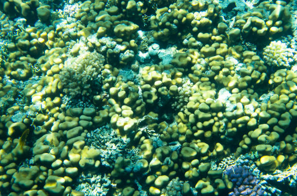 fondo de corales en el agua, texturas - human bone textured textured effect animal bone fotografías e imágenes de stock