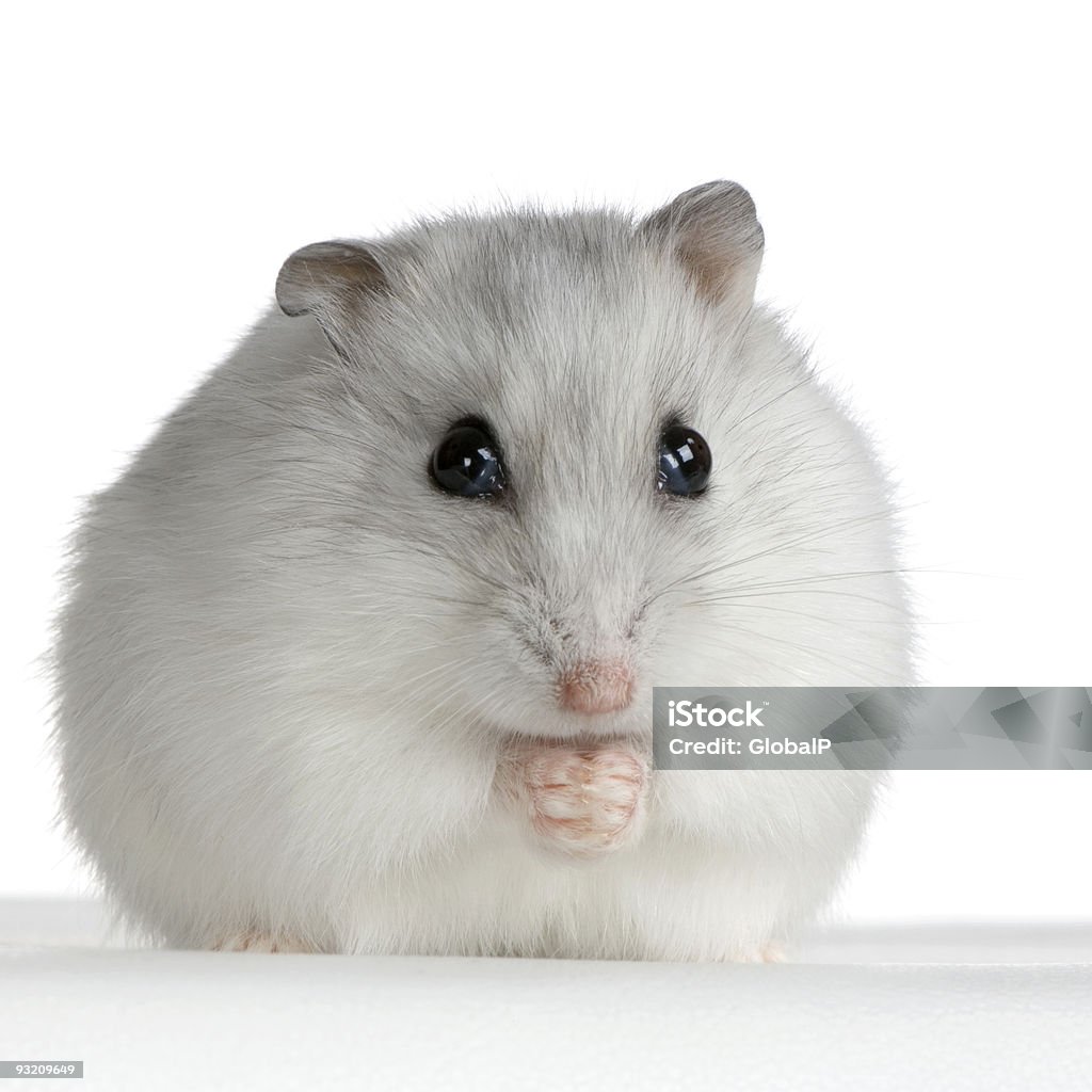Russian Hamster  Animal Stock Photo