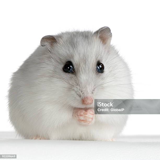 Russian Hamster Stock Photo - Download Image Now - Animal, Animal Hair, Animal Nose