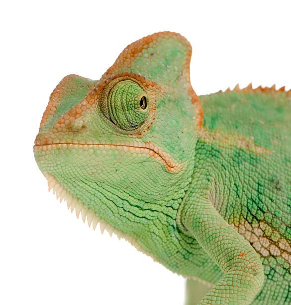 istock Yemen Chameleon - chamaeleo calyptratus 93209653