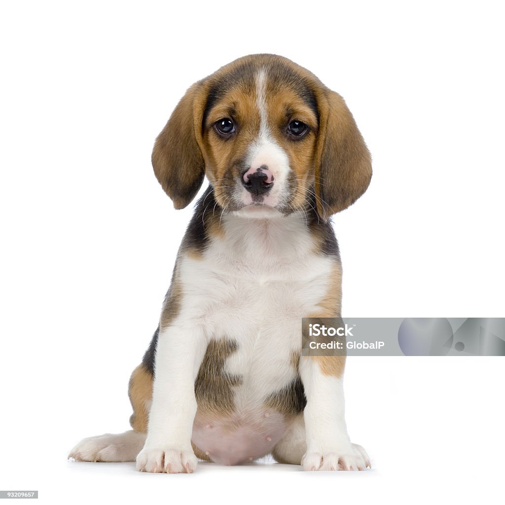 Beagle puppy sitting looking at the camera isolated on white Puppy Beagle in front of white background. Animal Stock Photo