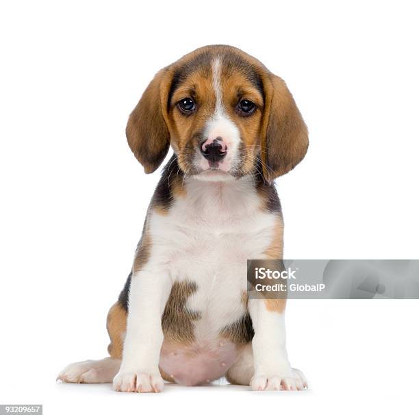 Beagle Puppy Sitting Looking At The Camera Isolated On White Stock Photo - Download Image Now