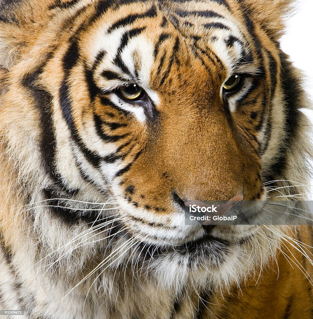 Tiger's face  Animal Stock Photo