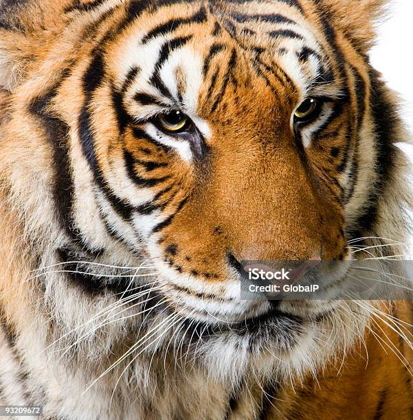 Tigers Face Stock Photo - Download Image Now - Animal, Animal Themes, Animal Whisker