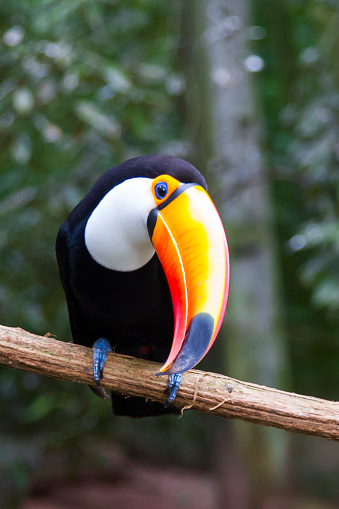 Foz de Iguazú, aves tropicales photo