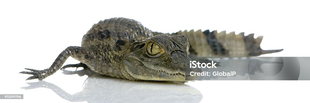 Jovem Caimão-de-lunetas - Royalty-free Crocodilo Foto de stock