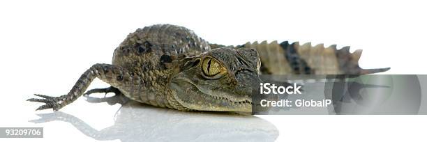 Jovem Caimãodelunetas - Fotografias de stock e mais imagens de Crocodilo - Crocodilo, Aligátor, Animais caçando