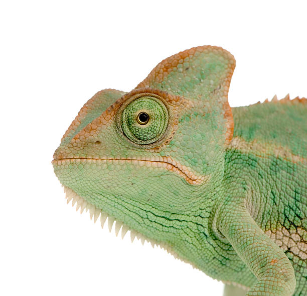 istock Yemen Chameleon - chamaeleo calyptratus 93209709