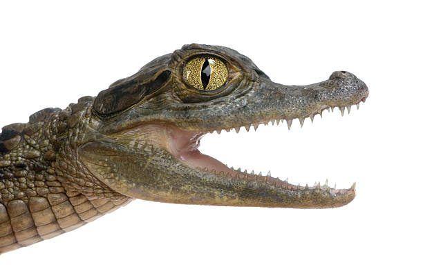 istock Close-up of an open mouthed Spectacled Caiman 93209711