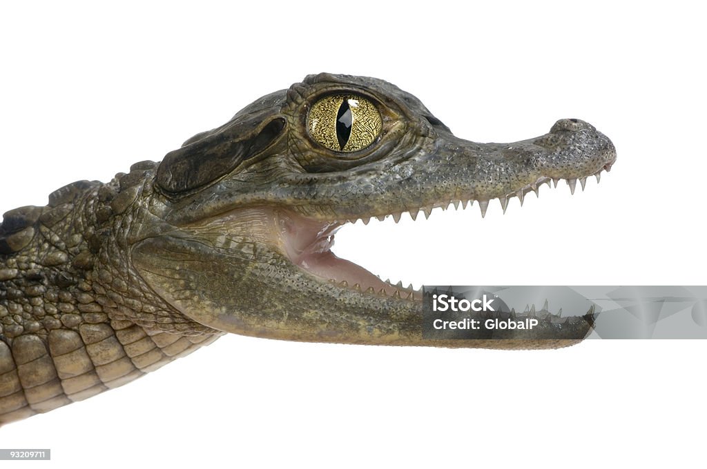 Молодые Крокодиловый кайман - Стоковые фото Кайман роялти-фри