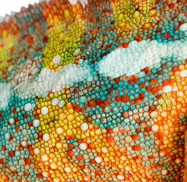 istock Close-up image of chameleon furcifer pardalis 93209715