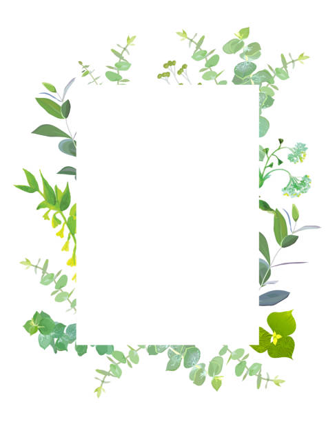 Square botanical vector design frame Square botanical vector design frame. Baby blue eucalyptus, capsella, meadow wildflowers, various plants, leaves, greenery and herbs.Natural greenery rustic card.All elements are isolated and editable flowerbed stock illustrations