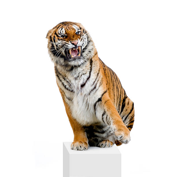tigre rosnando - seated tiger - fotografias e filmes do acervo