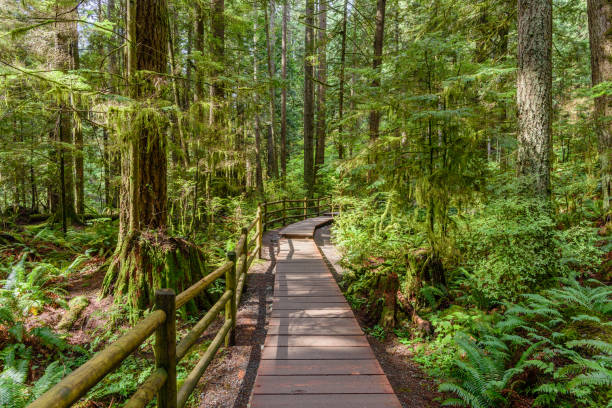 istock Wooden flooring, a path in a dense forest, with tall, green trees 932097630