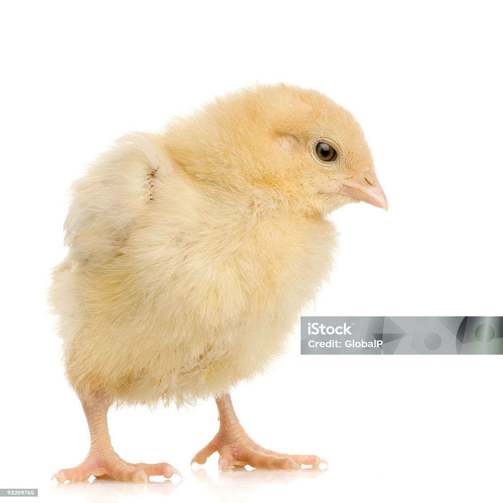 chick - Foto de stock de Agricultura royalty-free