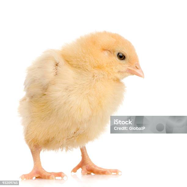 Foto de Chick e mais fotos de stock de Agricultura - Agricultura, Amarelo, Animal