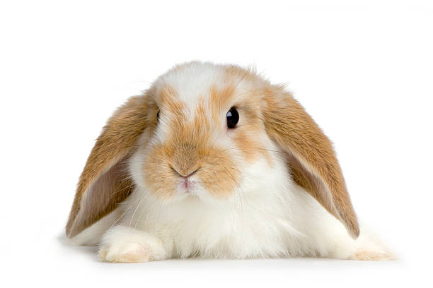 orelhas de coelho - dwarf lop eared rabbit pets rabbit isolated - fotografias e filmes do acervo