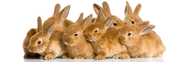 group of bunnies - 大群動物 個照片及圖片檔