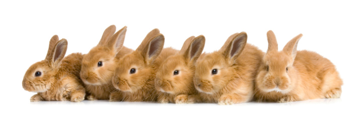 Grupo de conejos photo