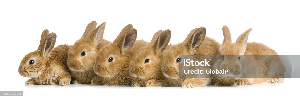 group of bunnies  Rabbit - Animal Stock Photo