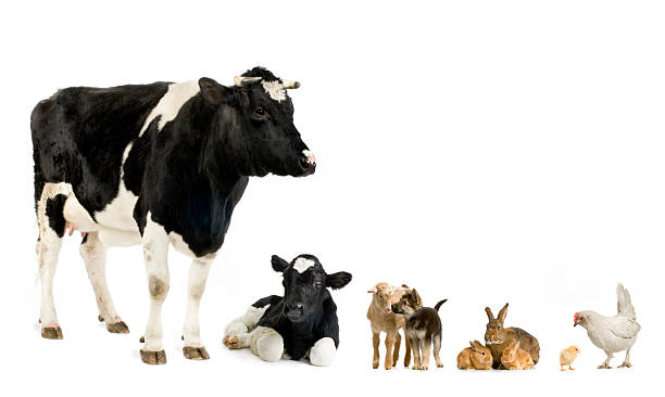 istock Various farm animals like cow, goat, chicken, rabbit and dog 93209831