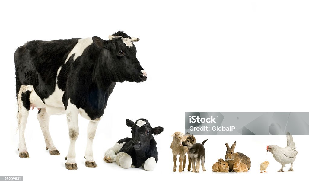 Animais de fazenda - Foto de stock de Animal royalty-free