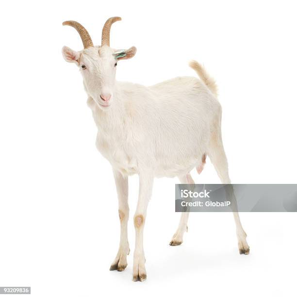 Goat Stockfoto und mehr Bilder von Ziege - Ziege, Freisteller – Neutraler Hintergrund, Weißer Hintergrund