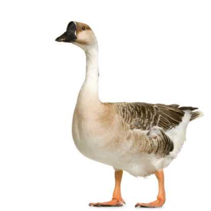 Gander Standing On A White Background Stock Photo - Download Image Now -  Animal, Aquatic Organism, Bird - iStock