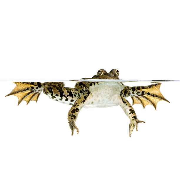 istock Over-under picture of a spotted webbed-foot frog surfacing 93209856