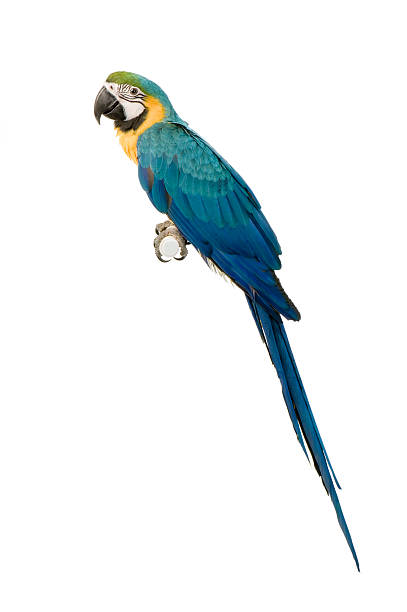istock Blue and yellow Macaw on a perch on a white background 93209861