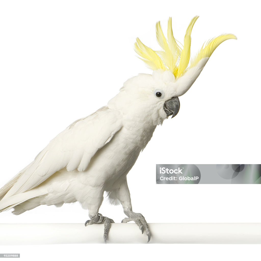 Cacatua a ciuffo giallo - Foto stock royalty-free di Cacatua