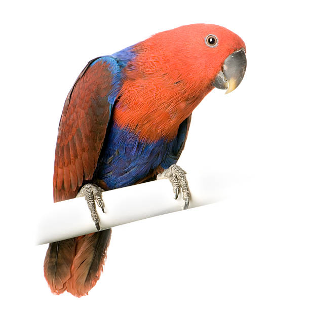 female Eclectus Parrot  eclectus parrot australia stock pictures, royalty-free photos & images