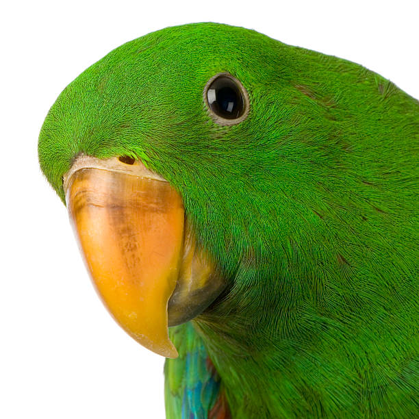 male Eclectus Parrot  eclectus parrot australia stock pictures, royalty-free photos & images