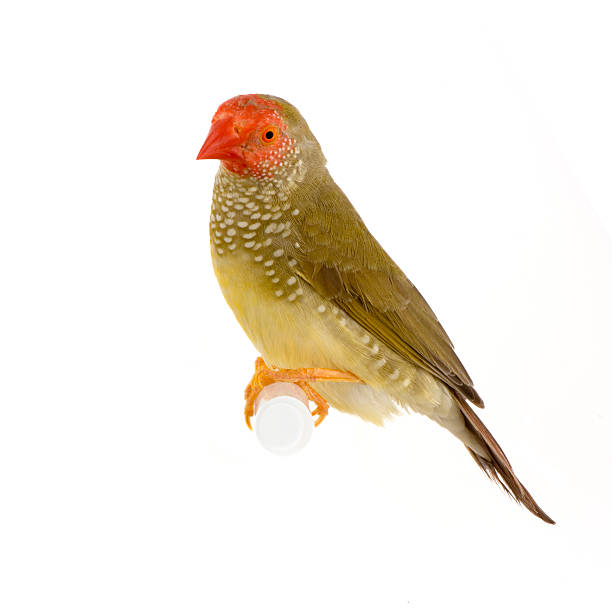 Gouldian Finch - ruficauda  gouldian finch stock pictures, royalty-free photos & images