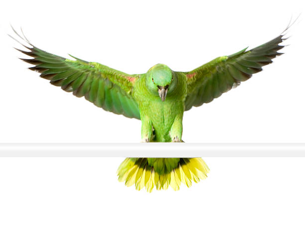 istock Yellow-naped amazon - Amazona auropalliata 93209973