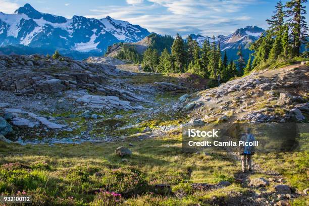 Photo libre de droit de Randonneur Homme Marche Sur Sentier De Montagne banque d'images et plus d'images libres de droit de Randonnée pédestre - Randonnée pédestre, État de Washington, Été