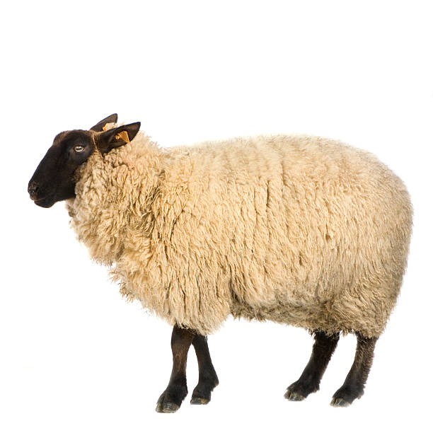 Suffolk Sheep  ewe stock pictures, royalty-free photos & images