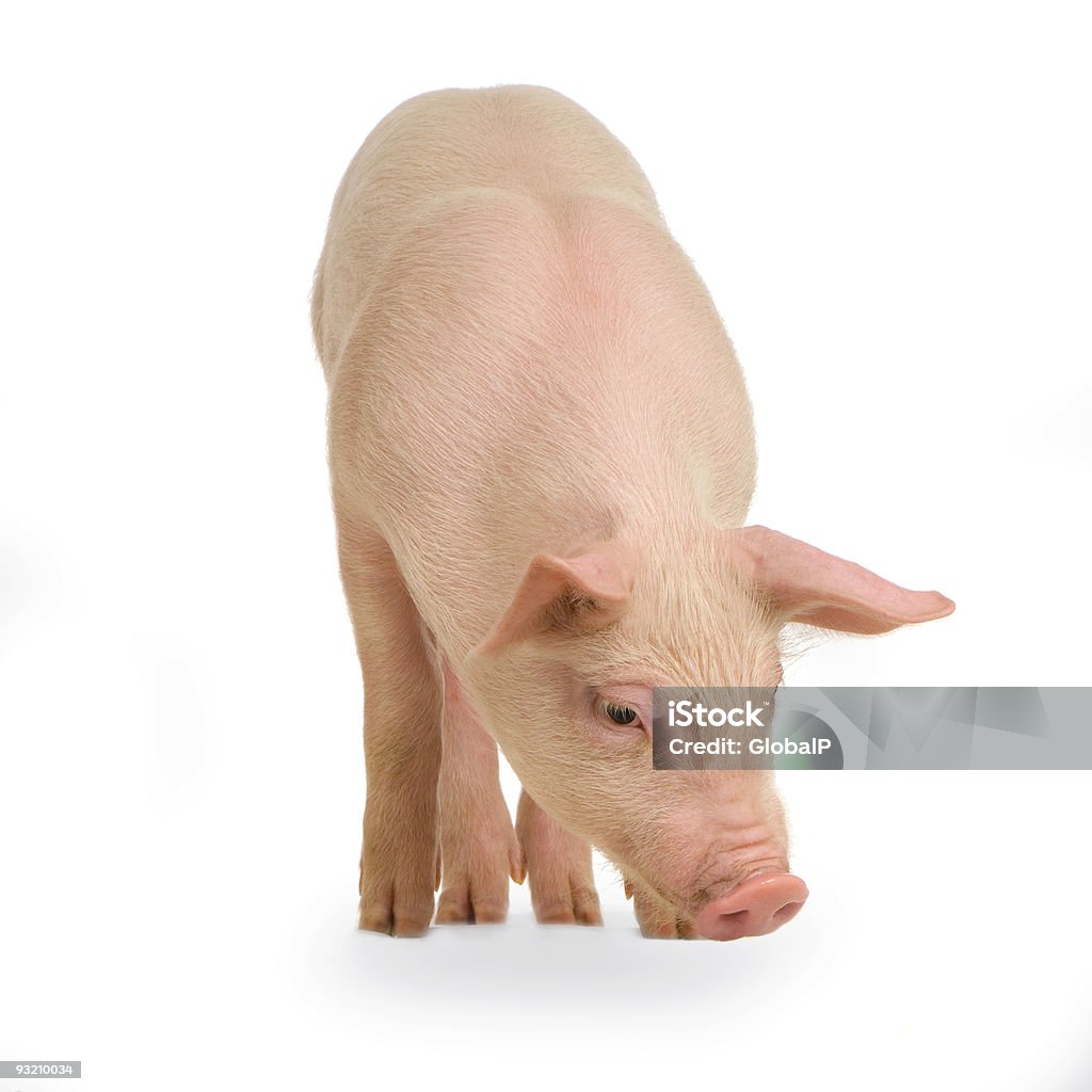 돼지 - 로열티 프리 돼지 스톡 사진