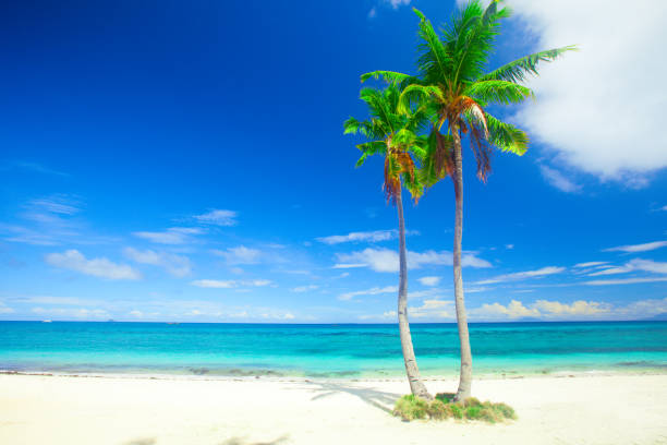 istock tropical beach with coconut palm 932100354