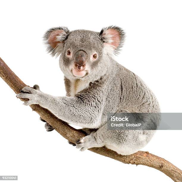 Koala Foto de stock y más banco de imágenes de Koala - Koala, Fondo blanco, Animal