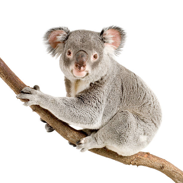 Koala  marsupial stock pictures, royalty-free photos & images