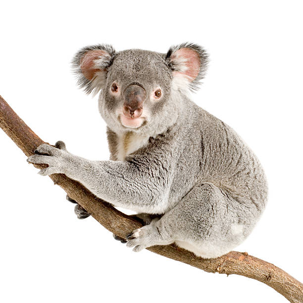 коала - koala стоковые фото и изображения