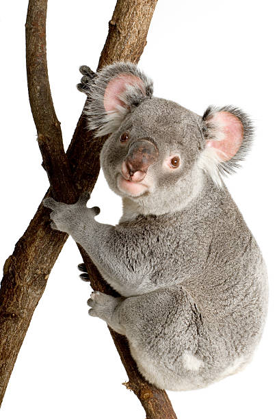 Koala with firm grip to a tree branch Koala in front of a white background. koala photos stock pictures, royalty-free photos & images