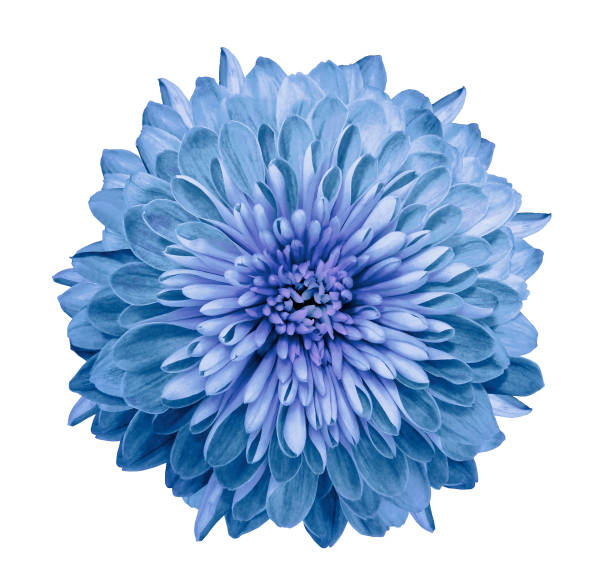 istock Chrysanthemum blue. Flower on  isolated  white background with clipping path without shadows. Close-up. For design. Nature. 932100562