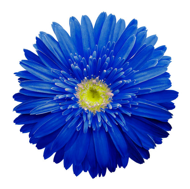 Blue gerbera flower on a white isolated background with clipping path.   Closeup.  no shadows.  For design.  Nature.