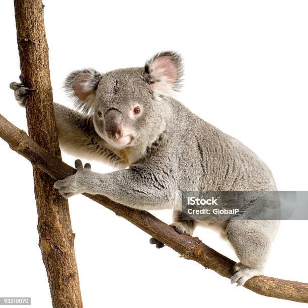 Photo libre de droit de Koala banque d'images et plus d'images libres de droit de Animal vertébré - Animal vertébré, Animaux en captivité, Anticipation