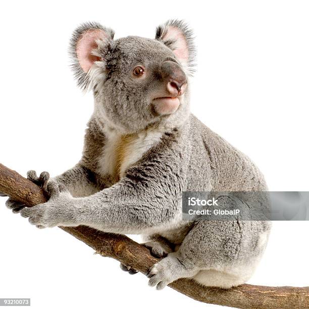 Koala - Fotografie stock e altre immagini di Koala - Koala, Guardare in su, Ramo - Parte della pianta